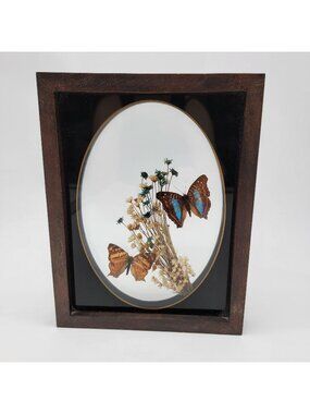 Vintage Butterfly Taxidermy Wall Art In Wooden Frame
